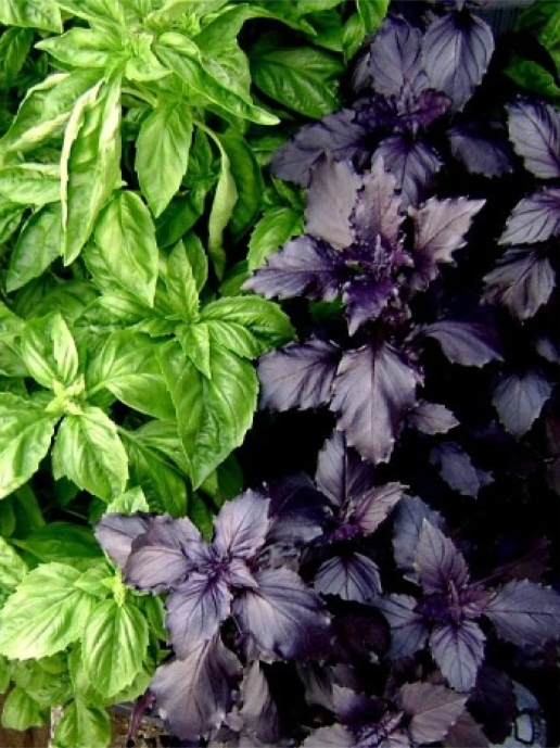 Organic Basil Leaves SimplyGO 0.5oz